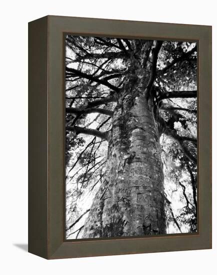 Tree of Literature at Coole Park, Partron of Many Irish Writers-Gjon Mili-Framed Premier Image Canvas