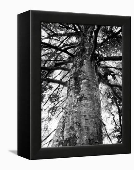 Tree of Literature at Coole Park, Partron of Many Irish Writers-Gjon Mili-Framed Premier Image Canvas