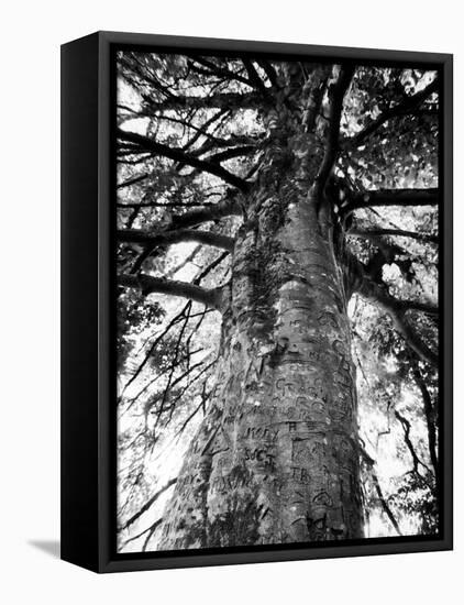 Tree of Literature at Coole Park, Partron of Many Irish Writers-Gjon Mili-Framed Premier Image Canvas