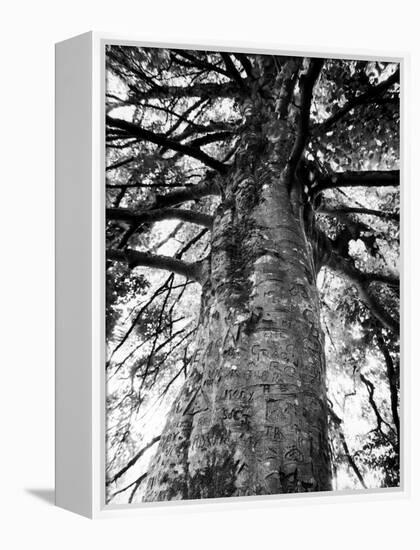 Tree of Literature at Coole Park, Partron of Many Irish Writers-Gjon Mili-Framed Premier Image Canvas