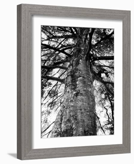 Tree of Literature at Coole Park, Partron of Many Irish Writers-Gjon Mili-Framed Photographic Print