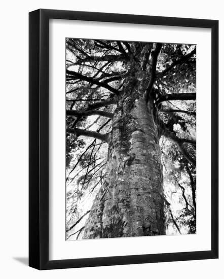 Tree of Literature at Coole Park, Partron of Many Irish Writers-Gjon Mili-Framed Photographic Print