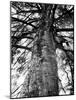 Tree of Literature at Coole Park, Partron of Many Irish Writers-Gjon Mili-Mounted Photographic Print