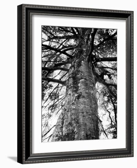 Tree of Literature at Coole Park, Partron of Many Irish Writers-Gjon Mili-Framed Photographic Print