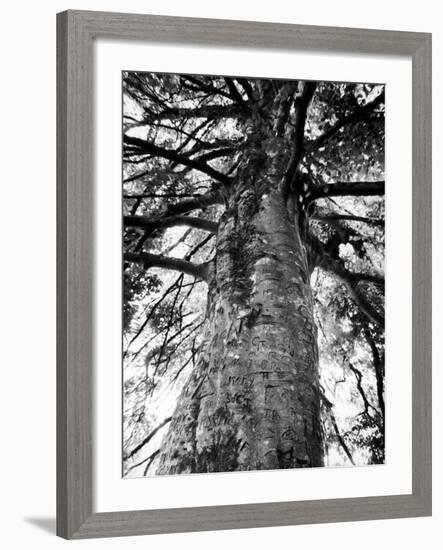 Tree of Literature at Coole Park, Partron of Many Irish Writers-Gjon Mili-Framed Photographic Print