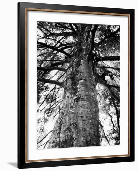 Tree of Literature at Coole Park, Partron of Many Irish Writers-Gjon Mili-Framed Photographic Print