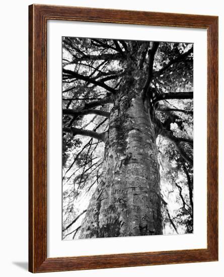 Tree of Literature at Coole Park, Partron of Many Irish Writers-Gjon Mili-Framed Photographic Print