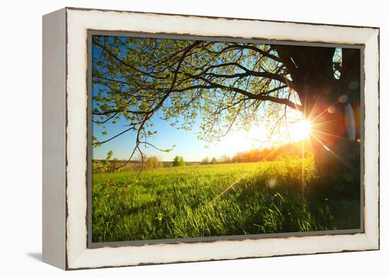 Tree on a Green Meadow at Sunset-Dudarev Mikhail-Framed Premier Image Canvas