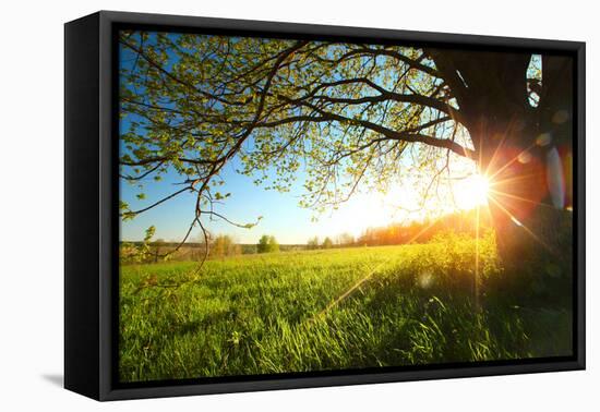 Tree on a Green Meadow at Sunset-Dudarev Mikhail-Framed Premier Image Canvas