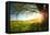 Tree on a Green Meadow at Sunset-Dudarev Mikhail-Framed Premier Image Canvas