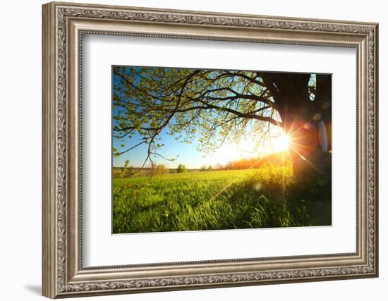 Tree on a Green Meadow at Sunset-Dudarev Mikhail-Framed Photographic Print