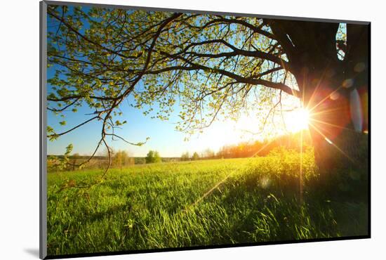 Tree on a Green Meadow at Sunset-Dudarev Mikhail-Mounted Photographic Print