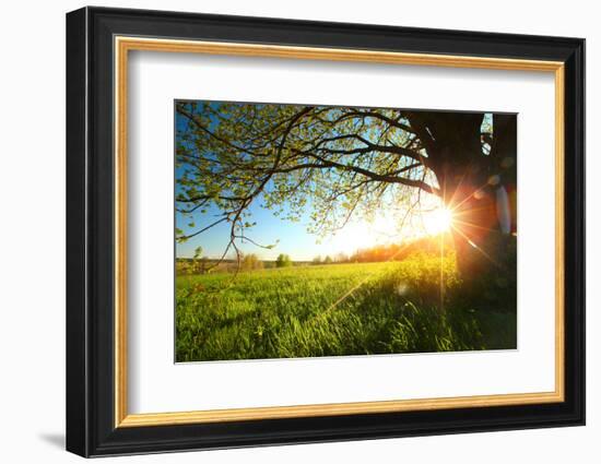 Tree on a Green Meadow at Sunset-Dudarev Mikhail-Framed Photographic Print