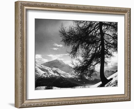 Tree on Alpine Slopes of Winter Resort. Peak in Background in Piz Corvatsch-Alfred Eisenstaedt-Framed Photographic Print