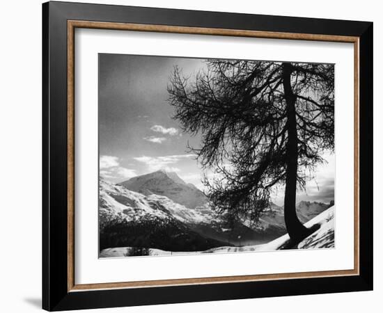 Tree on Alpine Slopes of Winter Resort. Peak in Background in Piz Corvatsch-Alfred Eisenstaedt-Framed Photographic Print