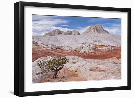 Tree on Brain Rocks-Michael Blanchette-Framed Photographic Print