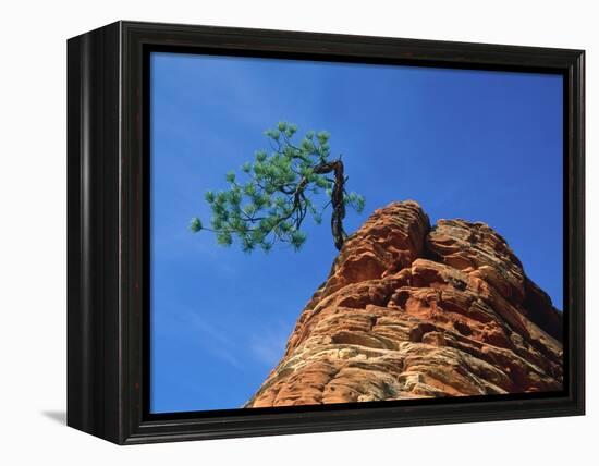 Tree on cliff, Zion National Park, Utah, USA-Roland Gerth-Framed Premier Image Canvas