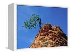 Tree on cliff, Zion National Park, Utah, USA-Roland Gerth-Framed Premier Image Canvas