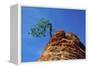 Tree on cliff, Zion National Park, Utah, USA-Roland Gerth-Framed Premier Image Canvas