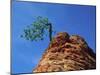 Tree on cliff, Zion National Park, Utah, USA-Roland Gerth-Mounted Photographic Print