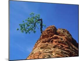Tree on cliff, Zion National Park, Utah, USA-Roland Gerth-Mounted Photographic Print