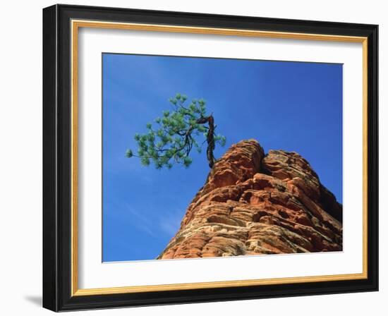 Tree on cliff, Zion National Park, Utah, USA-Roland Gerth-Framed Photographic Print