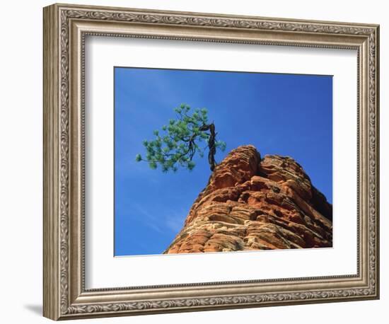 Tree on cliff, Zion National Park, Utah, USA-Roland Gerth-Framed Photographic Print