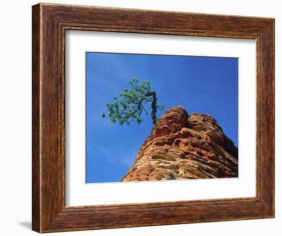 Tree on cliff, Zion National Park, Utah, USA-Roland Gerth-Framed Photographic Print