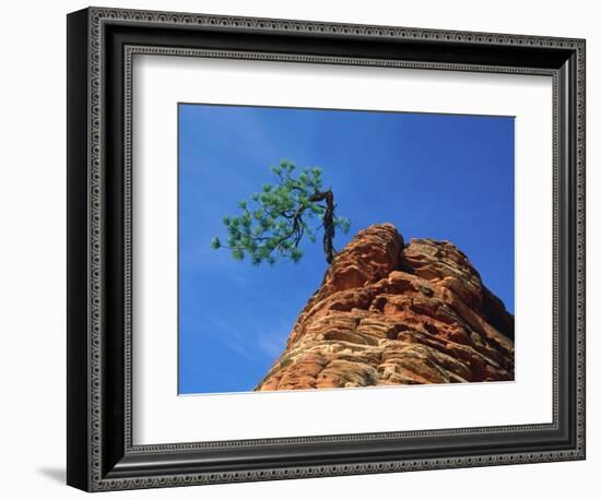 Tree on cliff, Zion National Park, Utah, USA-Roland Gerth-Framed Photographic Print