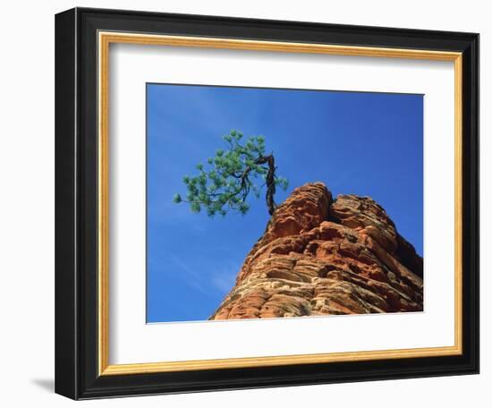 Tree on cliff, Zion National Park, Utah, USA-Roland Gerth-Framed Photographic Print