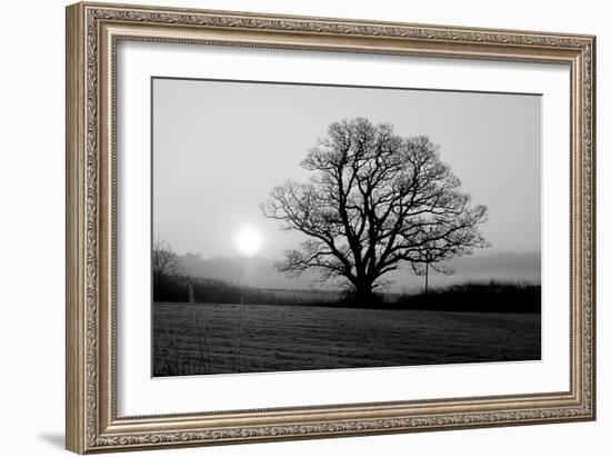 Tree on Fields-null-Framed Photographic Print