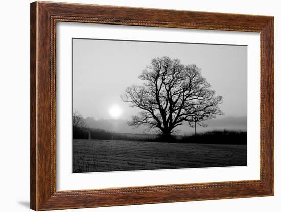 Tree on Fields-null-Framed Photographic Print