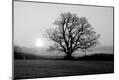 Photographic Print