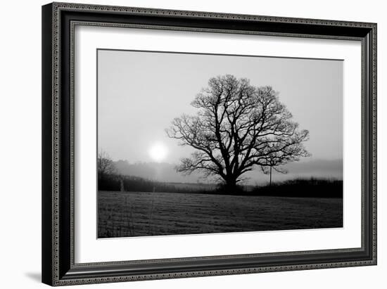 Tree on Fields-null-Framed Photographic Print