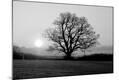 Photographic Print