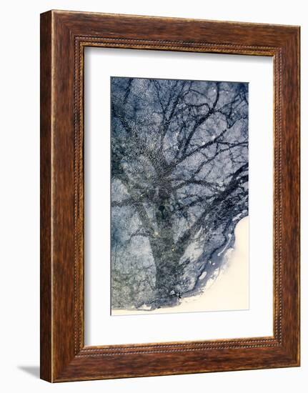 Tree on Ice-Ursula Abresch-Framed Photographic Print