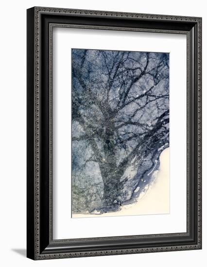 Tree on Ice-Ursula Abresch-Framed Photographic Print