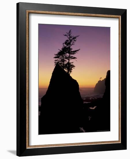 Tree on Seastack, Shi Shi Beach, Olympic National Park, Washington, USA-Adam Jones-Framed Photographic Print