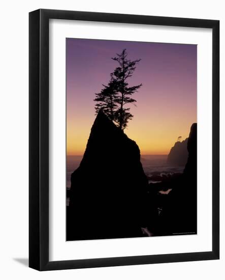 Tree on Seastack, Shi Shi Beach, Olympic National Park, Washington, USA-Adam Jones-Framed Photographic Print