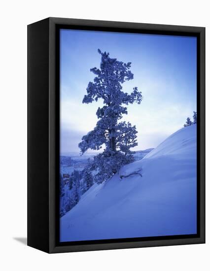 Tree on Snow Covered Hill-Jim Zuckerman-Framed Premier Image Canvas