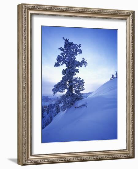 Tree on Snow Covered Hill-Jim Zuckerman-Framed Photographic Print