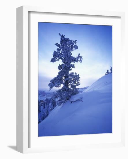 Tree on Snow Covered Hill-Jim Zuckerman-Framed Photographic Print
