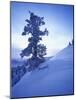 Tree on Snow Covered Hill-Jim Zuckerman-Mounted Photographic Print
