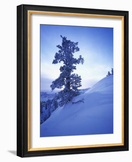 Tree on Snow Covered Hill-Jim Zuckerman-Framed Photographic Print