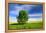 Tree on the Edge of a Rape Field in the Spring, Saalekreis, Saxony-Anhalt, Germany-Andreas Vitting-Framed Premier Image Canvas
