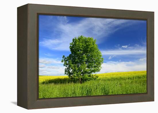 Tree on the Edge of a Rape Field in the Spring, Saalekreis, Saxony-Anhalt, Germany-Andreas Vitting-Framed Premier Image Canvas