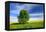 Tree on the Edge of a Rape Field in the Spring, Saalekreis, Saxony-Anhalt, Germany-Andreas Vitting-Framed Premier Image Canvas