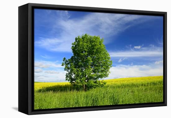 Tree on the Edge of a Rape Field in the Spring, Saalekreis, Saxony-Anhalt, Germany-Andreas Vitting-Framed Premier Image Canvas