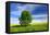 Tree on the Edge of a Rape Field in the Spring, Saalekreis, Saxony-Anhalt, Germany-Andreas Vitting-Framed Premier Image Canvas