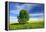 Tree on the Edge of a Rape Field in the Spring, Saalekreis, Saxony-Anhalt, Germany-Andreas Vitting-Framed Premier Image Canvas